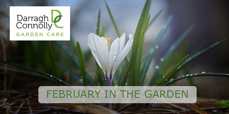 February In The Garden